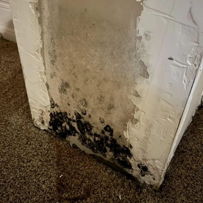 Professional Mold Removal in Ellendale, ND